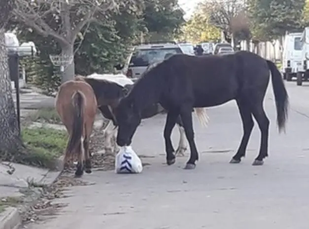 CABALLOS SUELTOS