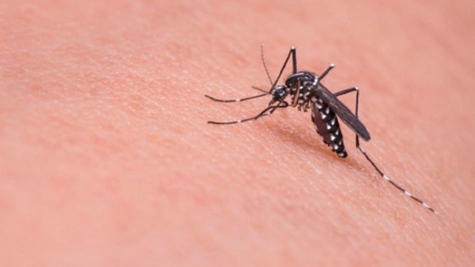 desarrollan-mosquitos-infertiles-como-ayudaran-a-evitar-la-propagacion-del-dengue-y-la-fiebre-chikungunya-1534121