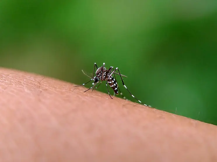 dengue