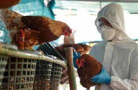 Influenza aviar