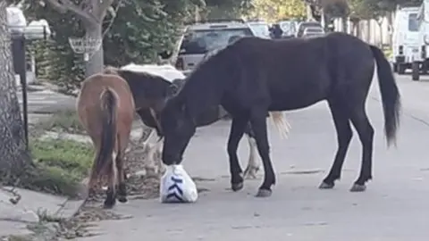 CABALLOS SUELTOS