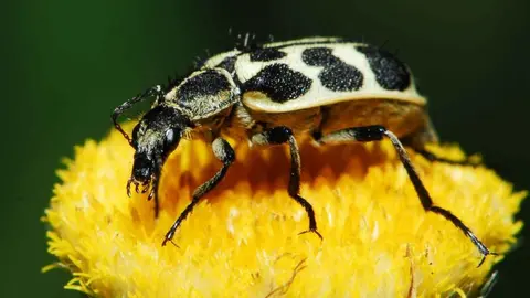 escarabajos