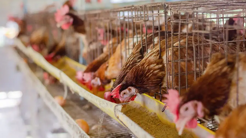gallinas