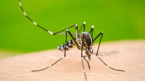 Dengue_share