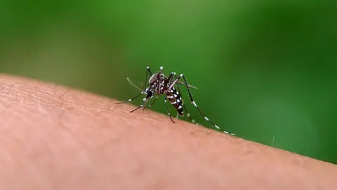 dengue