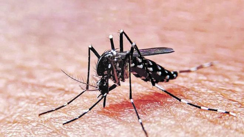 dengue