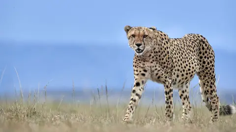 día del animal