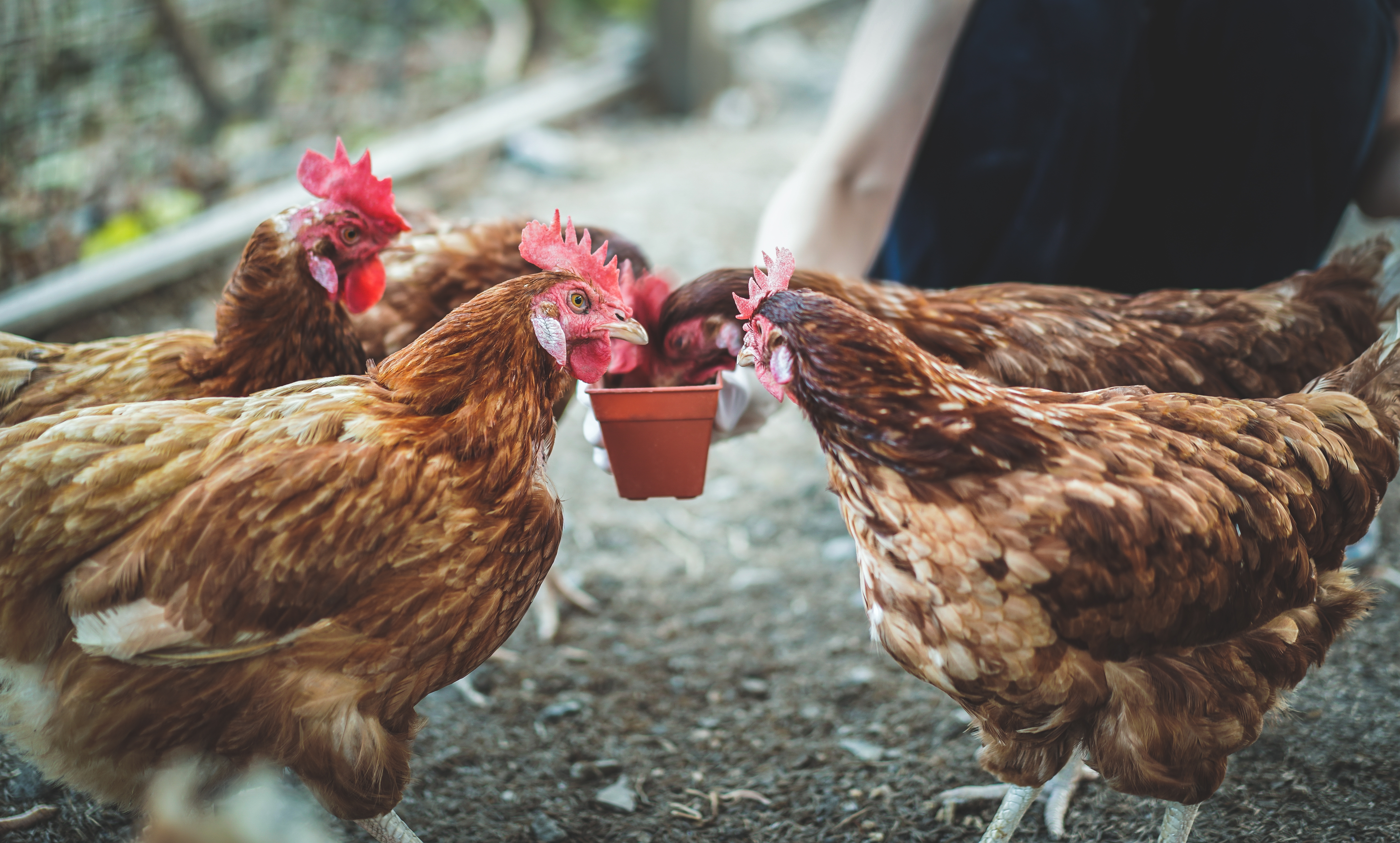 Human's hand feeding chickens at a chicken farm. Hand of farmer feeding chicken with rice and grain at indoor farm. Way of life in countryside. (Human's hand feeding chickens at a chicken farm. Hand of farmer feeding chicken with rice and grain at ind